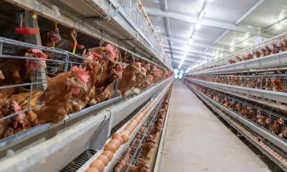 Освещение курятника для производства яиц